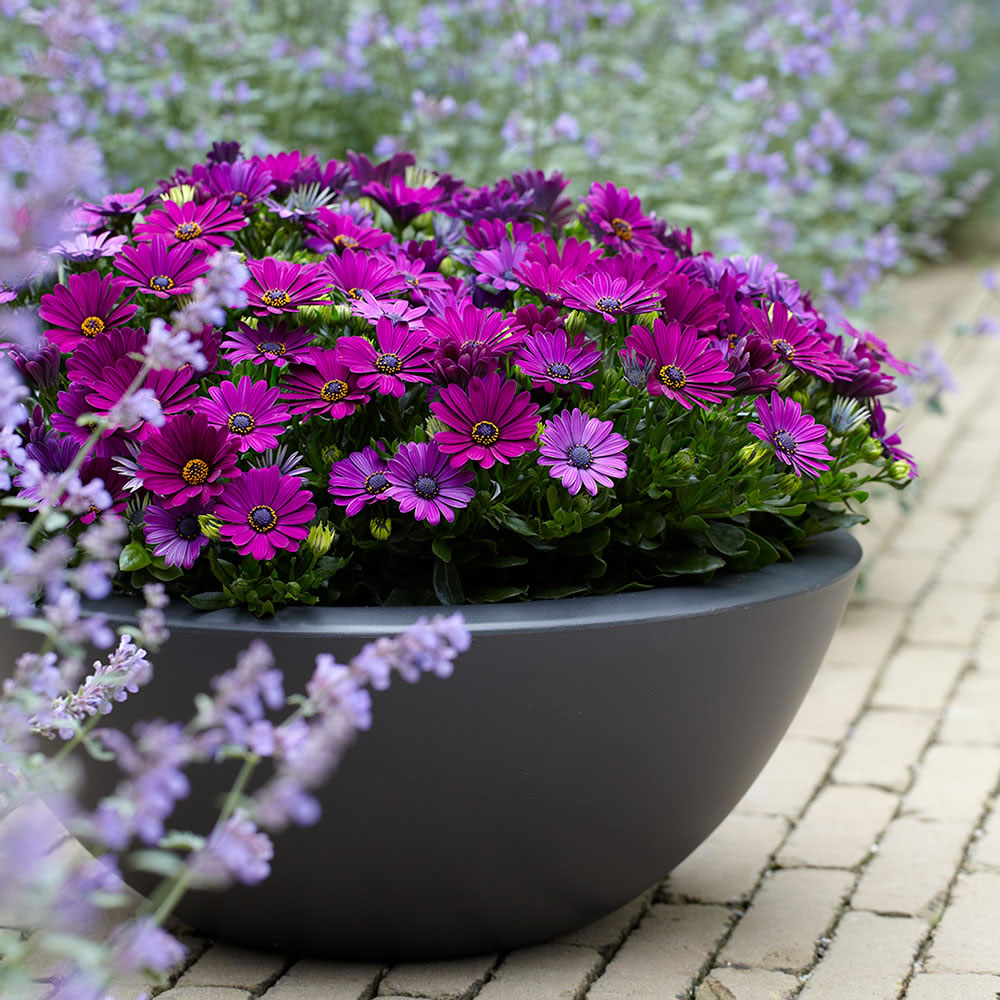 Flower Seeds Ireland
