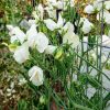 Sweet Pea Swan Lake