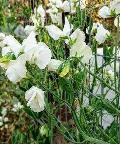 Sweet Pea Swan Lake