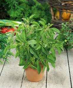 Lemon Basil Seeds 0.5g