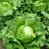 Lettuce Traper