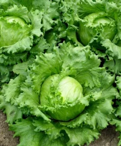 Lettuce Traper