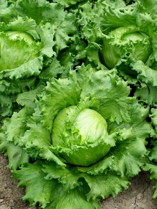 Lettuce Traper