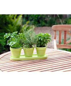 Organic Kitchen Herb Set Green
