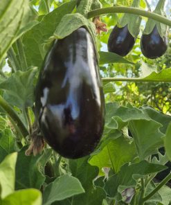Alternative view of Aubergine Seeds Black Beauty 0.2g