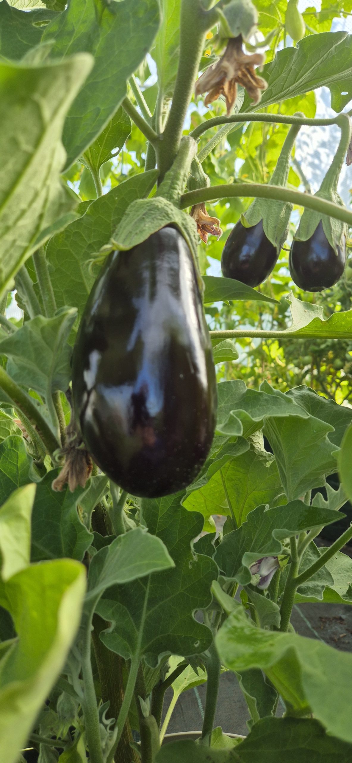 Aubergine Seeds Black Beauty 0.2g - Image 2