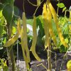 Bean Pole Beans Goldmarie