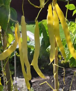 Bean Pole Beans Goldmarie