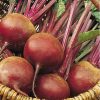 Beetroot Bordo 237