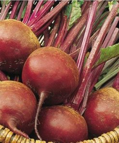 Beetroot Bordo 237