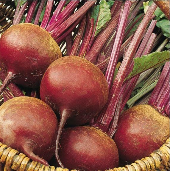 Beetroot Bordo 237