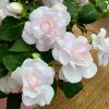 Impatiens Balsam Athena F1 Appleblossom