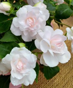 Impatiens Balsam Athena F1 Appleblossom