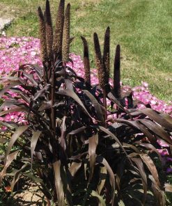 Ornamental Grass Purple Baron