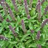 Basil Spires Lavender