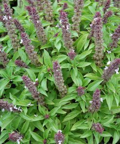 Basil Spires Lavender