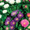 Aster Pinocchio