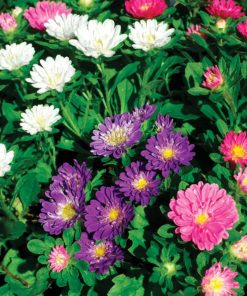 Aster Pinocchio