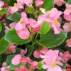 Begonia (Wax Begonia) Bada Bing F1