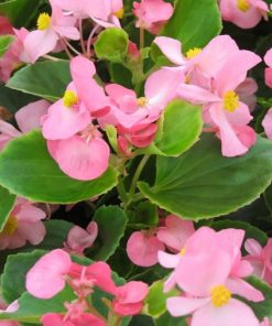 Begonia (Wax Begonia) Bada Bing F1