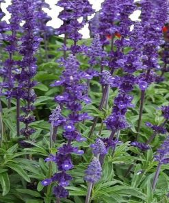 Alternative view of Salvia Seeds Mealy Cup Sage Blue Victory 0.1G