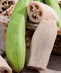 Gourd Luffa Sponge Gourd