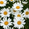Daisy Silver Princess