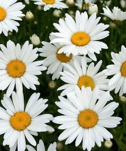 Daisy Silver Princess