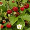 Strawberry Alpine Erna