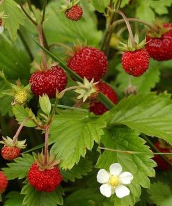 Strawberry Alpine Erna