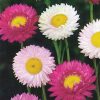 Daisy Acroclinium (Paper Daisy)