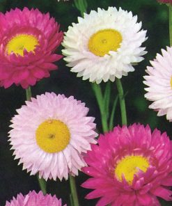 Daisy Acroclinium (Paper Daisy)