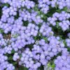 Ageratum Blue Mink