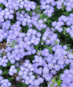 Ageratum Blue Mink