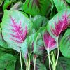 Amaranthus Cacacoo Red Leaf