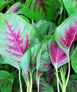 Amaranthus Cacacoo Red Leaf