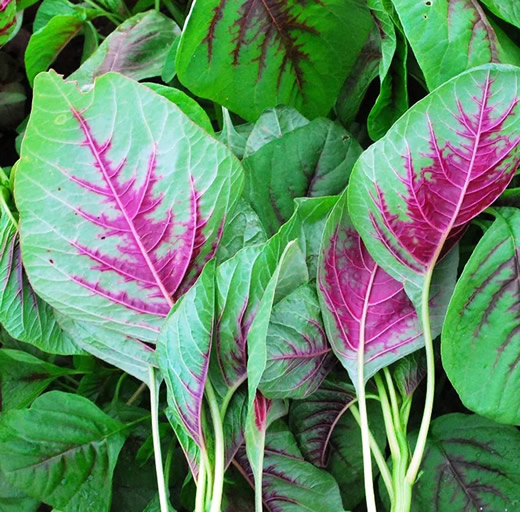 Amaranthus Cacacoo Red Leaf
