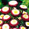 aster-pompon-red