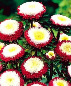 aster-pompon-red