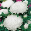Aster Queen of the Market White