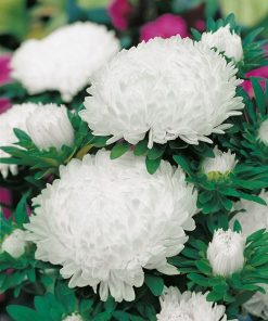 Aster Queen of the Market White