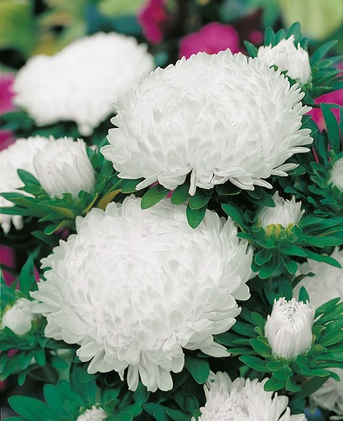 Aster Queen of the Market White