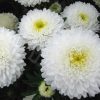 Aster Balloon White