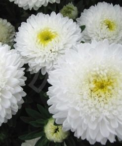 Aster Balloon White