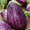 Aubergine Tsakoniki