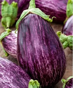 Aubergine Tsakoniki