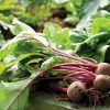 Beetroot WODAN H