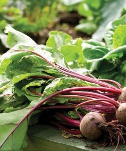 Beetroot WODAN H