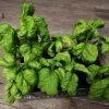 Basil Tuscany