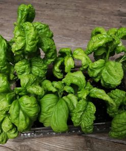 Basil Tuscany